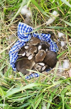 A nest of newborn wild rabbits on a blue gingham cloth in a grassy yard in Illinois.