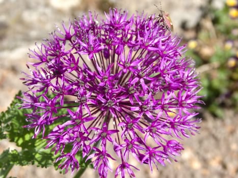 giant onion, flower with bug