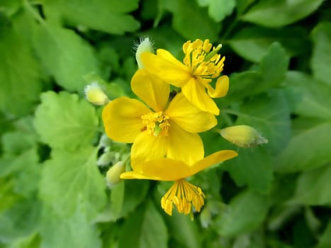 Celandine, Chelidonium majus, medicinal herb
