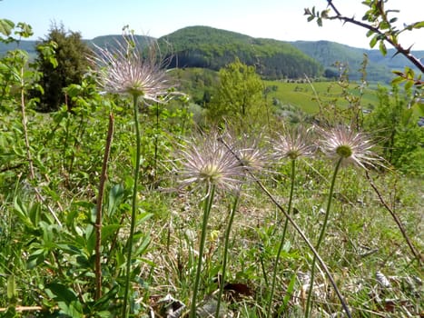 pasque flower with seeds on the Swabian alb in Germany