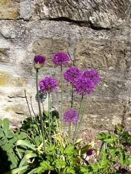 blooming giant onion at an medieval city wall