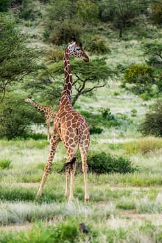 Giraffe crossing the trail in Samburu Park in central Kenya