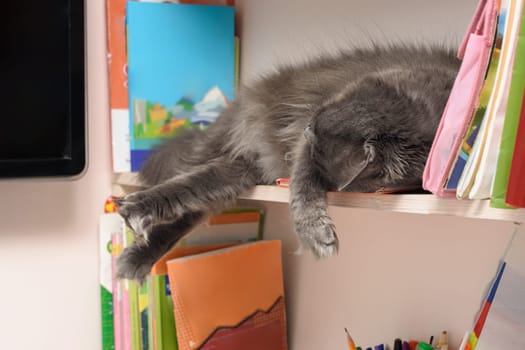 cute, shaggy cat sleeps on a bookshelf