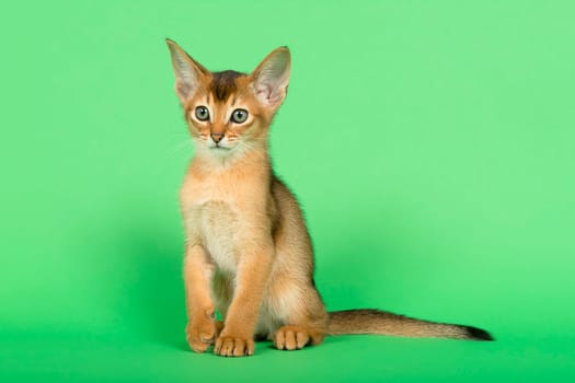 Abyssinian cat (Felis silvestris catus),juvenile,wild-coloured,9 weeks,sedentary,studio recording