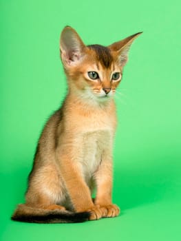 Abyssinian cat (Felis silvestris catus),juvenile,wild-coloured,9 weeks,sedentary,studio recording