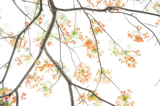 Very beautiful spring tree