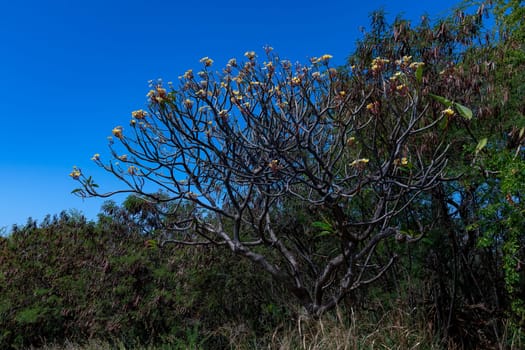 Plumeria Shrub,Pu'uhonua O Hōnaunau National Historical Park,Big Island,Hawaii