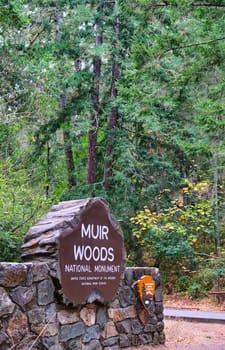 SAN FRANCISCO, CALIFORNIA - November 12, 2019: Muir Woods National Monument is a United States National Monument managed by the National Park Service, named after naturalist John Muir.