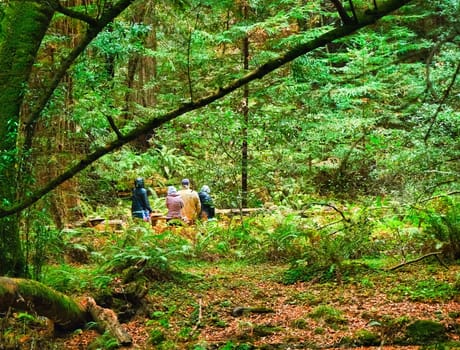 SAN FRANCISCO, CALIFORNIA - November 12, 2019: Muir Woods National Monument is a United States National Monument managed by the National Park Service, named after naturalist John Muir.