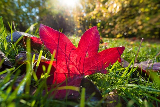 bright red maple leaf in the grass