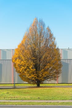 single tree in fall along a street