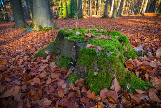 old cut tree trunkk covered with moss in an autumn forest