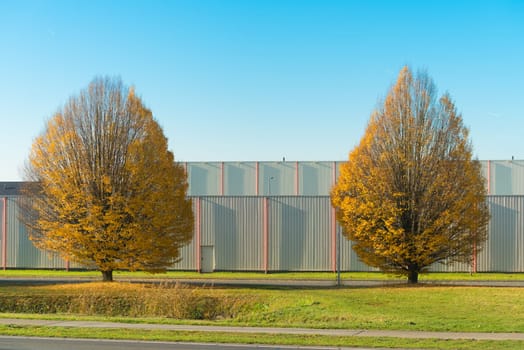 two identical alder trees in fall time
