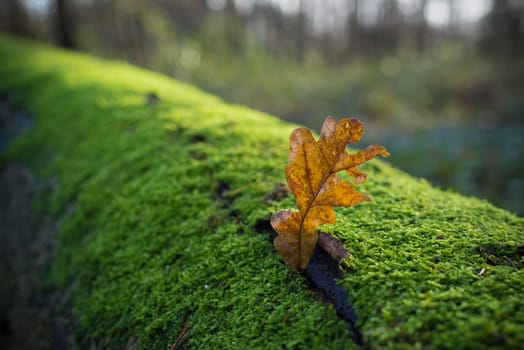 oak leaf on a moss covered tree trunk