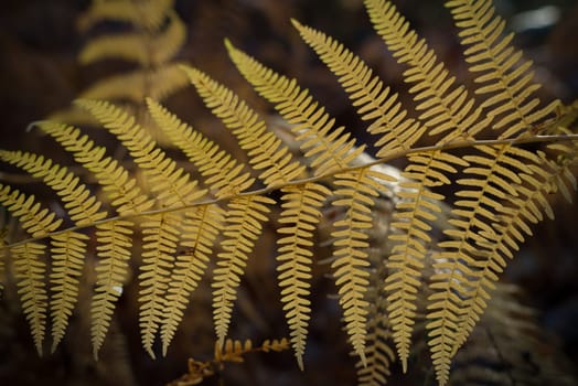 closeup of yellow fern leaves in winter time
