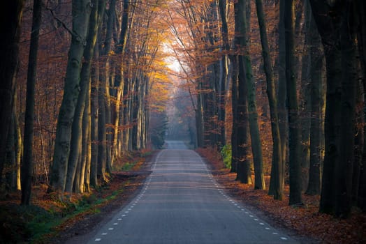 small road through a forest in autumn
