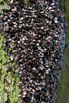 Lindenwanzen (Oxycarenus lavaterae) an einemr Linde in einem Park in Magdeburg