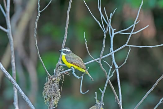Rusty Margined Flycatcher in a riverside tree on the Teles Pires River in Brazil