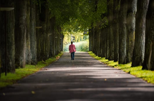 Woman walking with dog in alley of old trees in town of Bad Mergentheim, Bavaria, Germany, Europe.