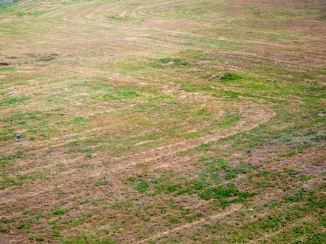 green grass lawn on the ground with sand line
