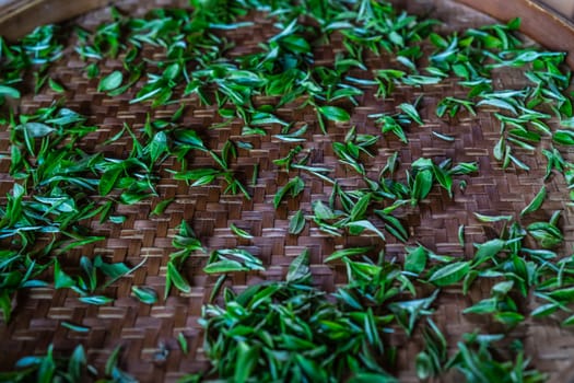 Shot of fresh tea leaves gathered from the plantation spread on a tray