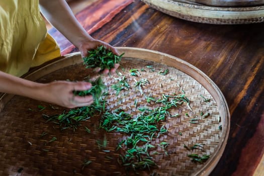 A shot of fresh tea leaves gathered from the plantation spread on around wicker tray
