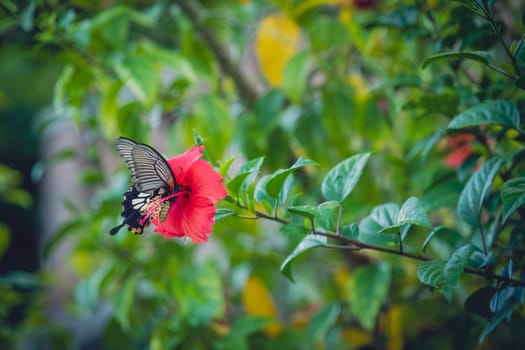 A beautiful shot of a butterfly on a red flower surrounded by plants in the garden