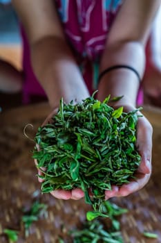 A vertical shot of womans hands holding fresh tea leaves gathered from the plantation