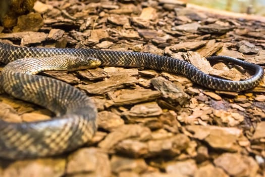 Amazon rainbow boa, one of the most beautiful snakes in the world