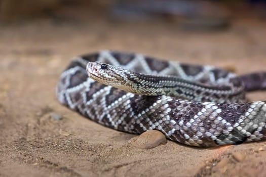 Rattlesnake, Crotalus atrox. Western Diamondback. Dangerous snake.