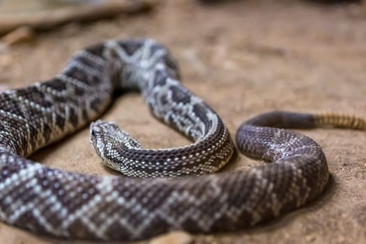 Rattlesnake, Crotalus atrox. Western Diamondback. Dangerous snake.