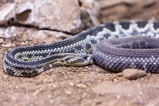 Rattlesnake, Crotalus atrox. Western Diamondback. Dangerous snake.