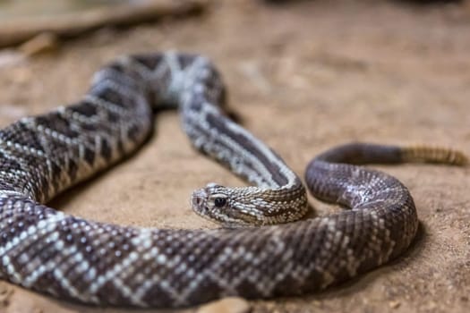 Rattlesnake, Crotalus atrox. Western Diamondback. Dangerous snake.