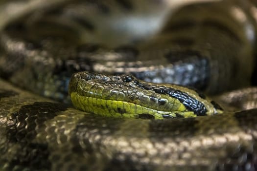 Green anaconda, Eunectes murinus,  sucuri snake.  huge and dangerous snake.
