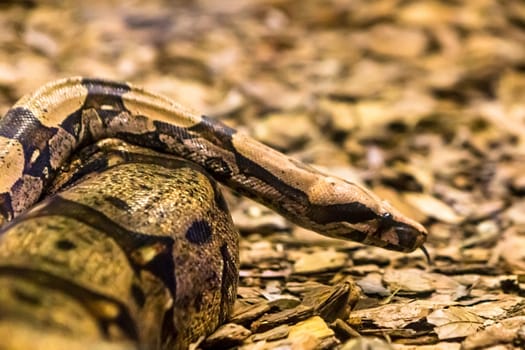 Boa constrictor, a species of large, heavy bodied snake.