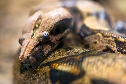 Boa constrictor, a species of large, heavy bodied snake.