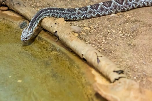 Rattlesnake, Crotalus atrox. Western Diamondback. Dangerous snake.