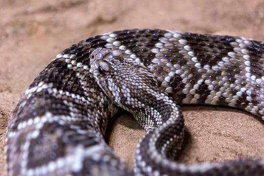 Rattlesnake, Crotalus atrox. Western Diamondback. Dangerous snake.