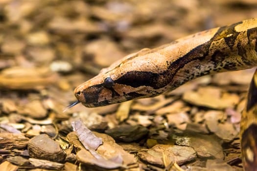 Boa constrictor, a species of large, heavy bodied snake.