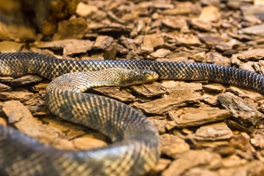 Amazon rainbow boa, one of the most beautiful snakes in the world