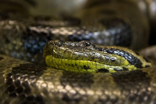 Green anaconda, Eunectes murinus,  sucuri snake.  huge and dangerous snake.
