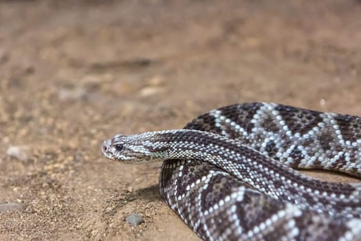 Rattlesnake, Crotalus atrox. Western Diamondback. Dangerous snake.