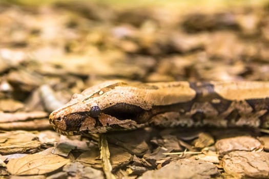 Boa constrictor, a species of large, heavy bodied snake.