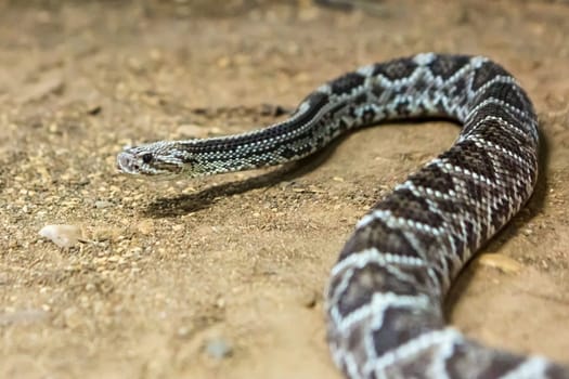 Rattlesnake, Crotalus atrox. Western Diamondback. Dangerous snake.