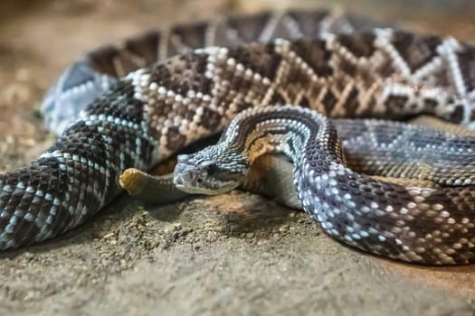 Rattlesnake, Crotalus atrox. Western Diamondback. Dangerous snake.