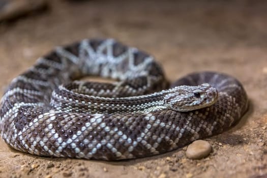 Rattlesnake, Crotalus atrox. Western Diamondback. Dangerous snake.