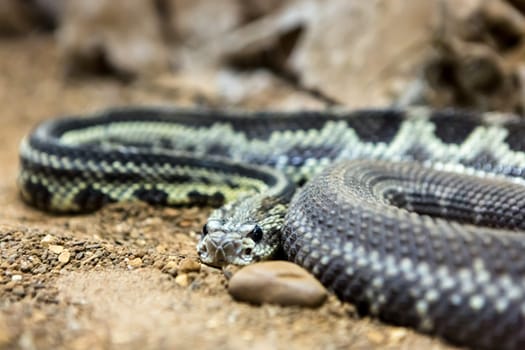 Rattlesnake, Crotalus atrox. Western Diamondback. Dangerous snake.