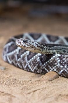 Rattlesnake, Crotalus atrox. Western Diamondback. Dangerous snake.