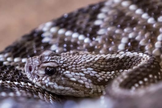 Rattlesnake, Crotalus atrox. Western Diamondback. Dangerous snake.
