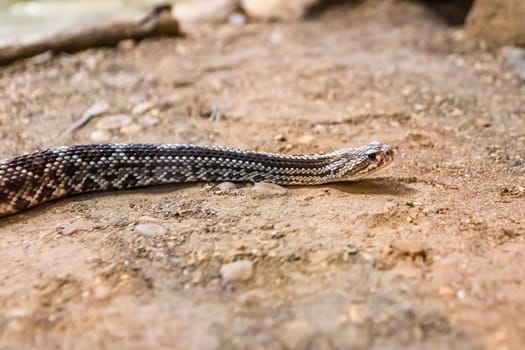 Rattlesnake, Crotalus atrox. Western Diamondback. Dangerous snake.